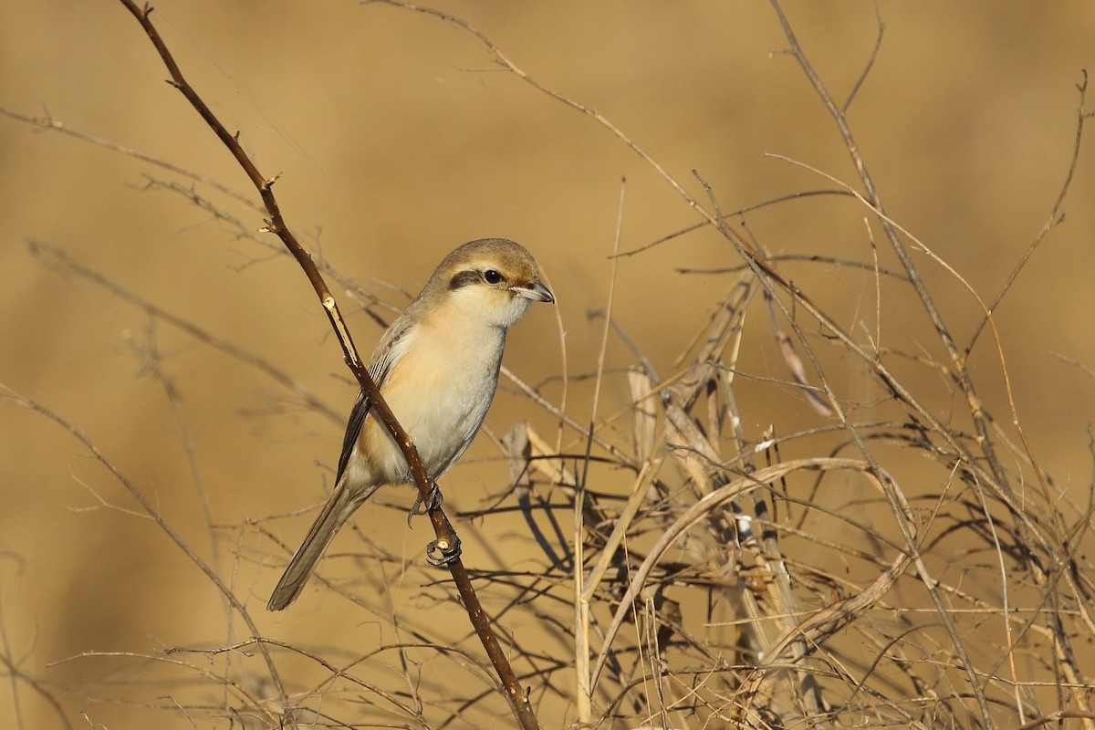 Isabelline Shrike - ML647607610
