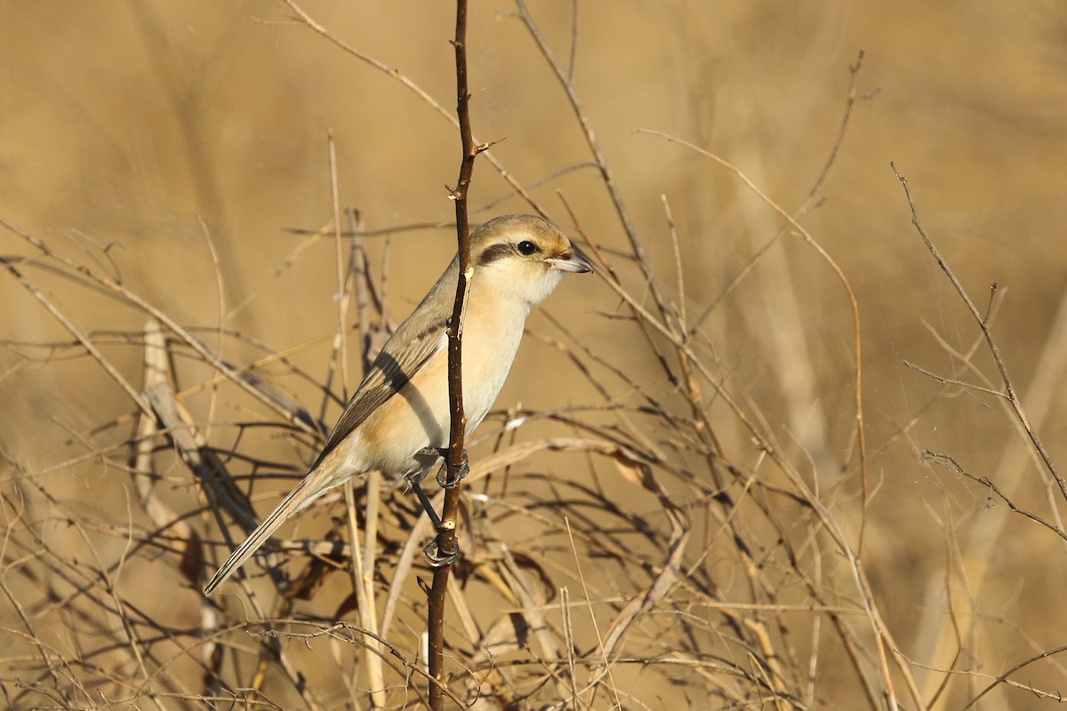 Isabelline Shrike - ML647607611
