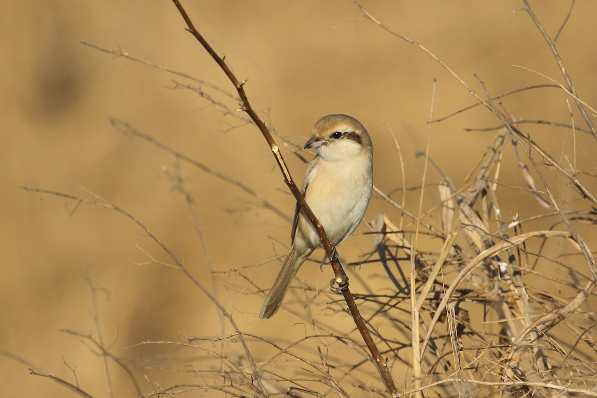 Isabelline Shrike - ML647607612