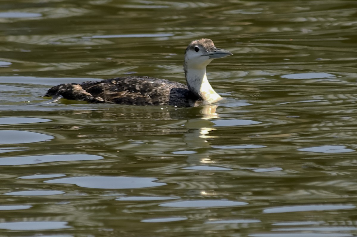 Common Loon - ML647607614