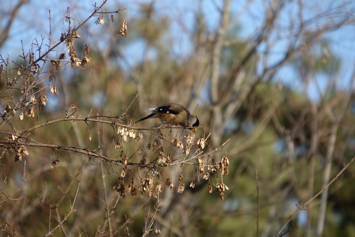 Yellow-billed Grosbeak - ML647607615