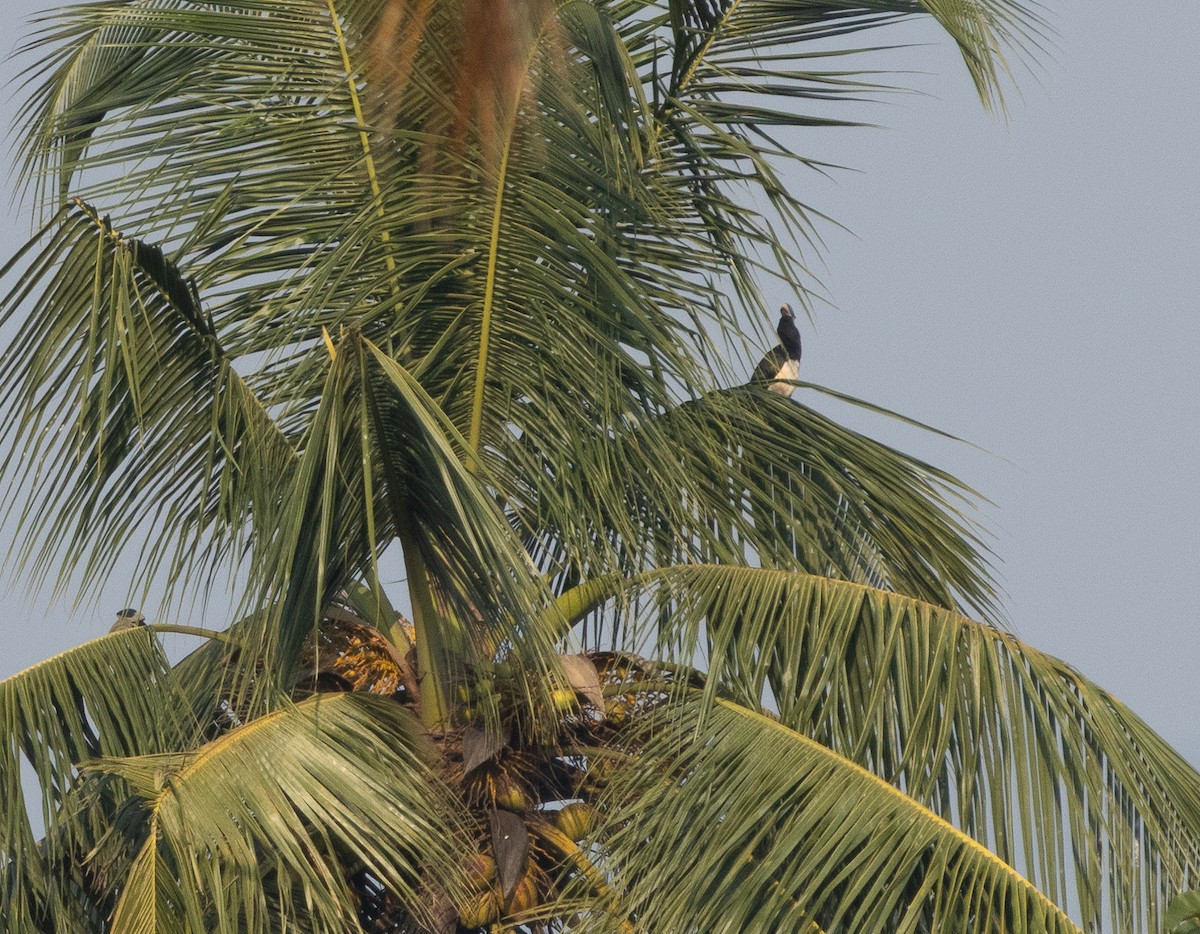 Malabar Pied-Hornbill - ML647607616