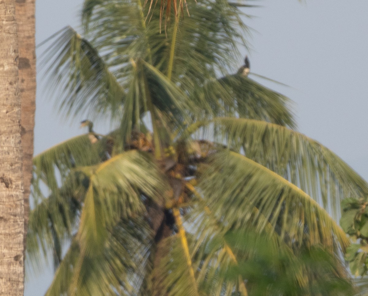 Malabar Pied-Hornbill - ML647607617