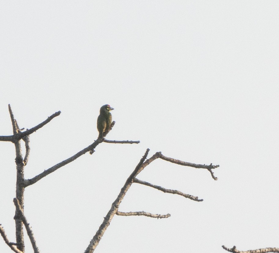Coppersmith Barbet - ML647607619