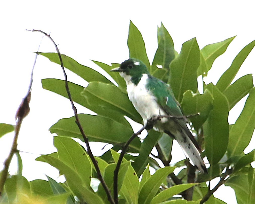 Klaas's Cuckoo - ML647607622