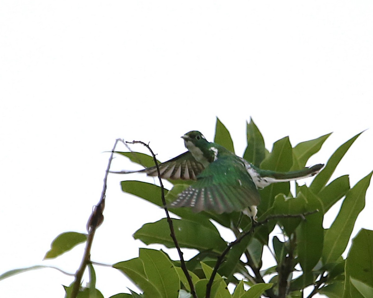 Klaas's Cuckoo - ML647607623