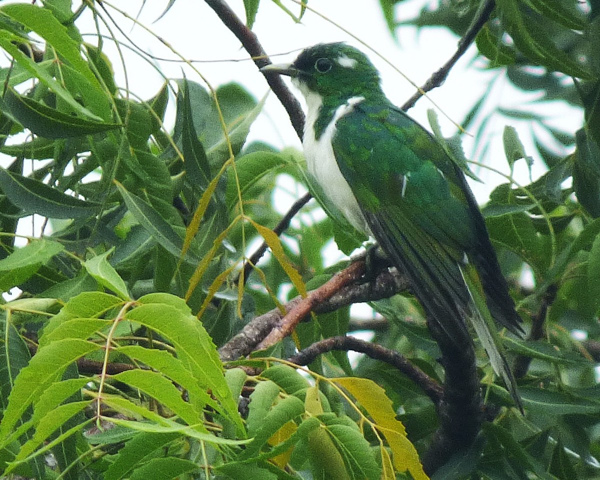Klaas's Cuckoo - ML647607624