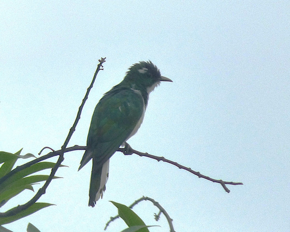 Klaas's Cuckoo - ML647607625