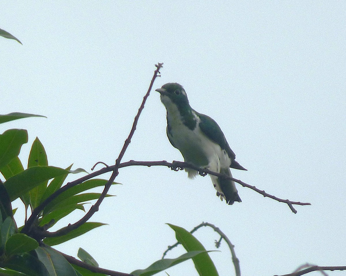Klaas's Cuckoo - ML647607626