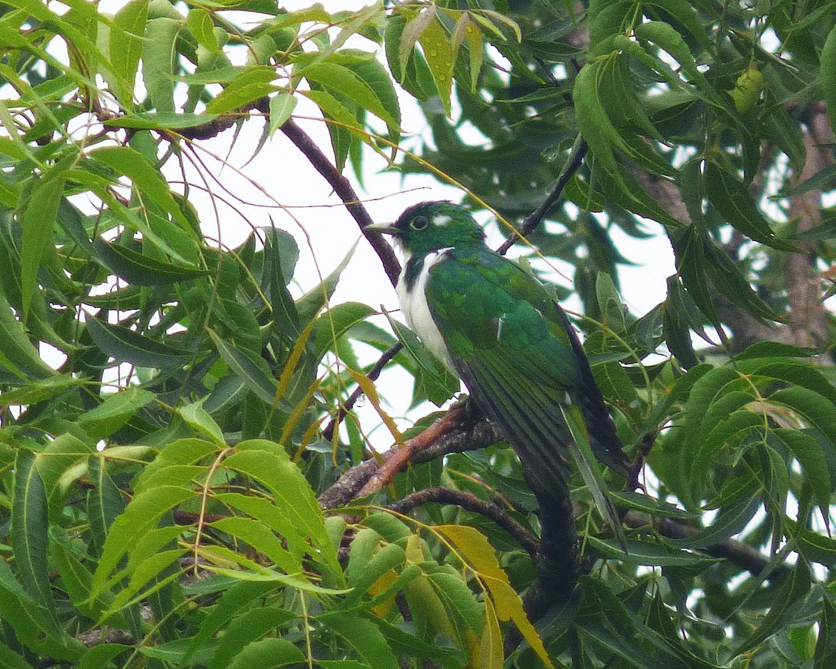 Klaas's Cuckoo - ML647607627