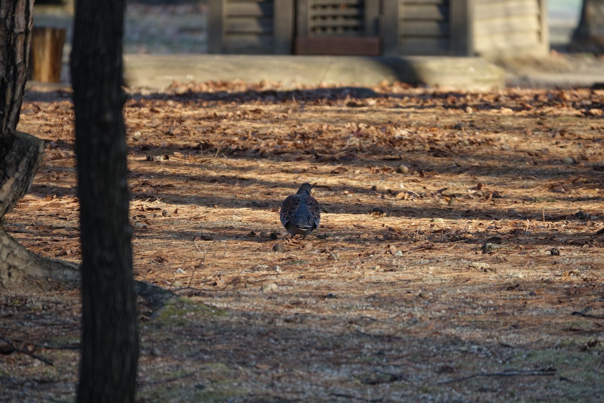 Oriental Turtle-Dove - ML647607628