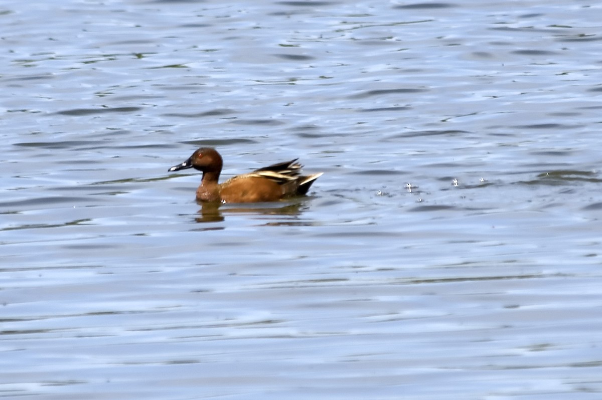 Cinnamon Teal - ML647607629