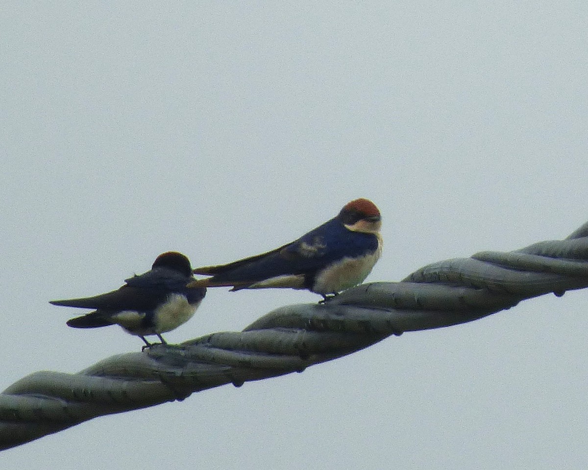 Wire-tailed Swallow - ML647607631