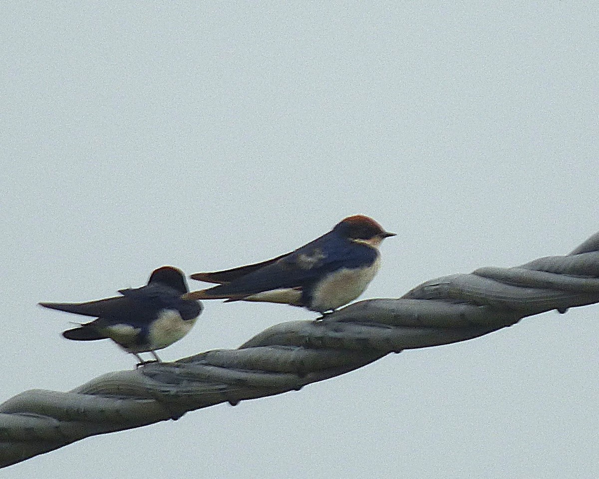 Wire-tailed Swallow - ML647607632