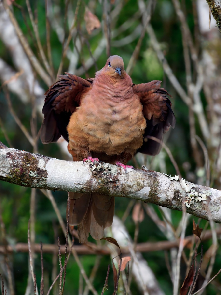 Brown Cuckoo-Dove - ML647607635