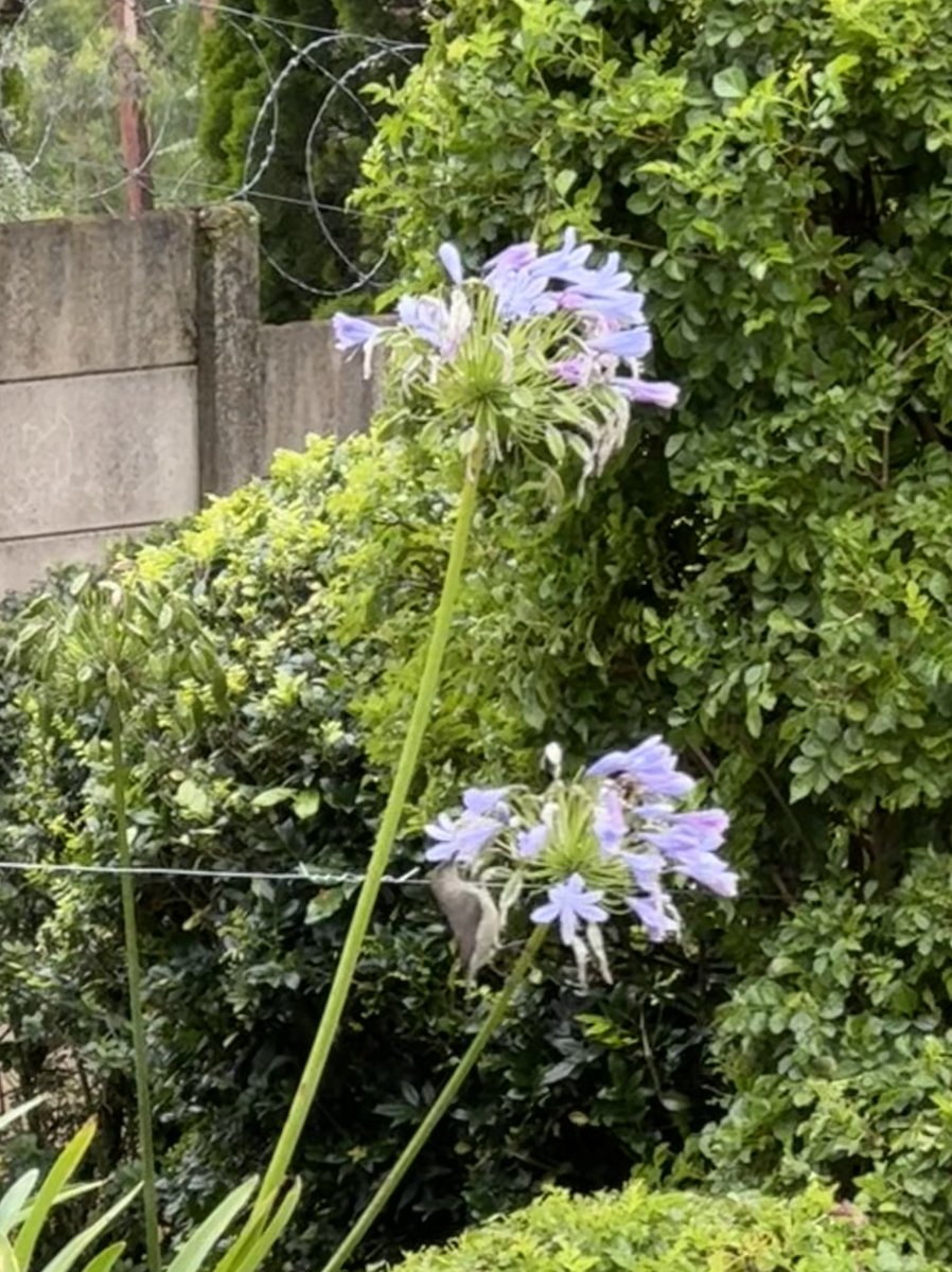 Greater Double-collared Sunbird - ML647607636