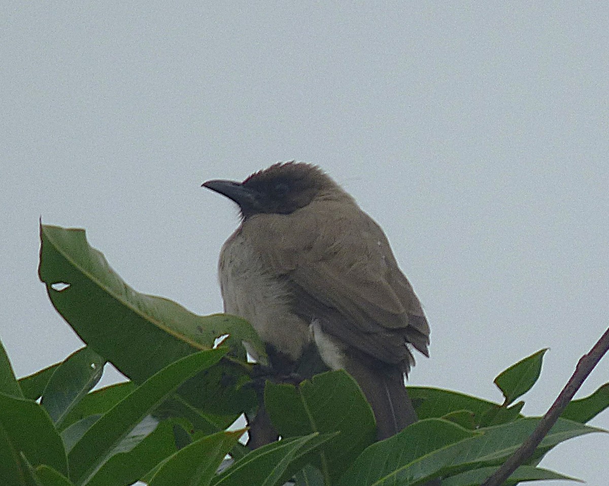 Common Bulbul - ML647607638