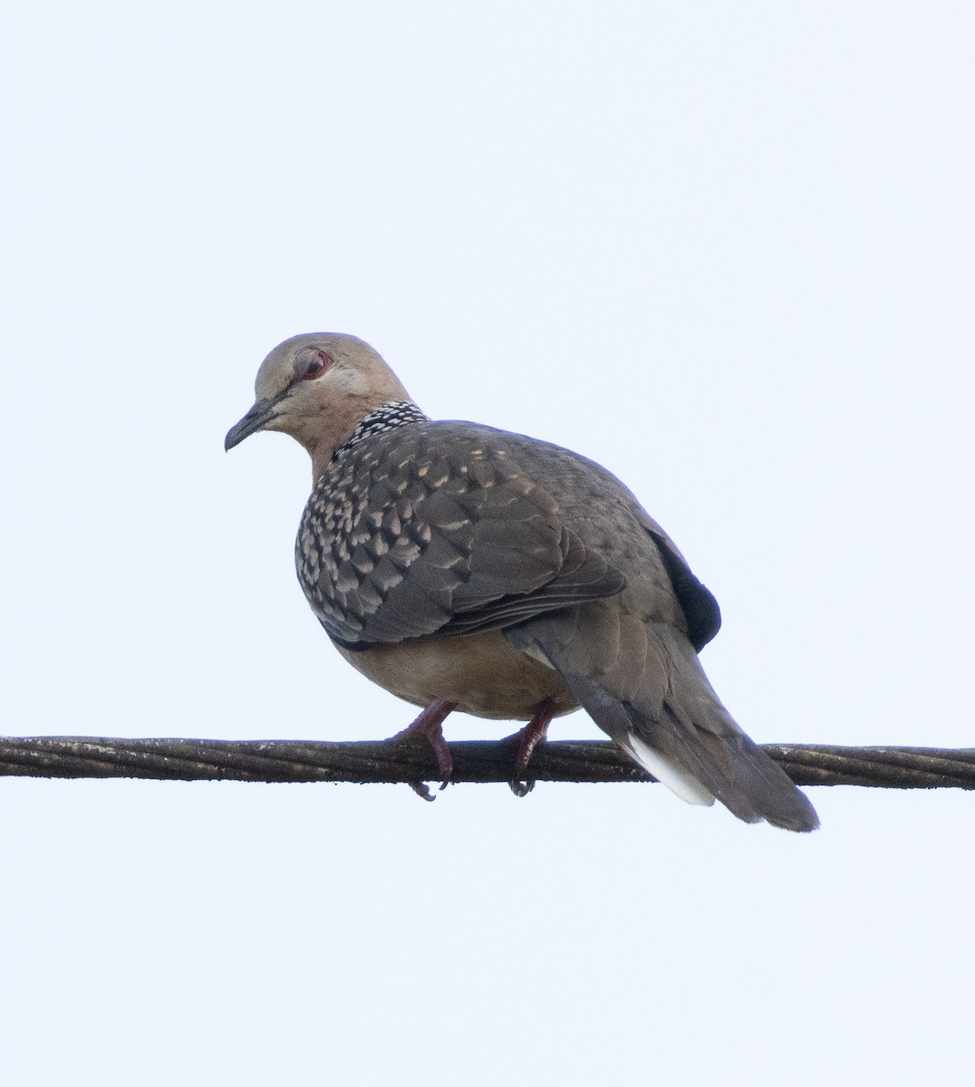 Spotted Dove - ML647607640