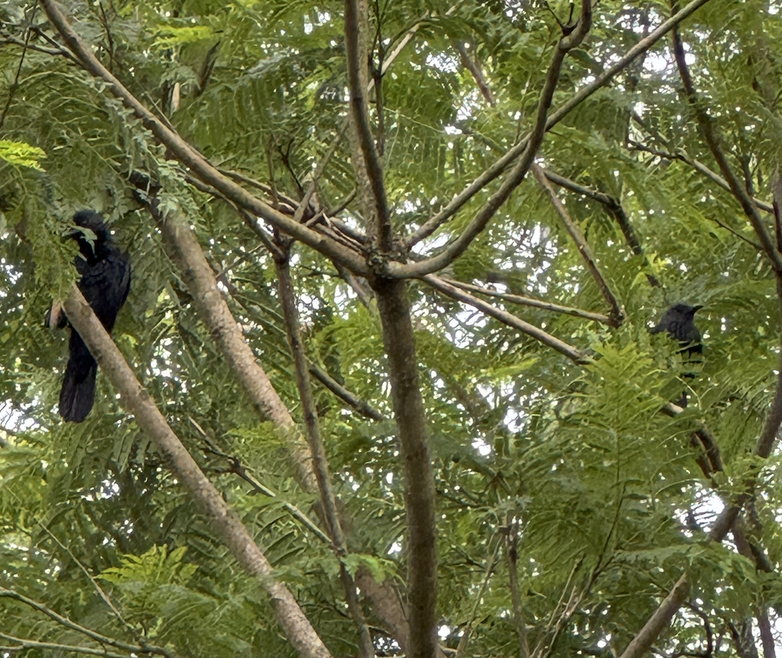 Kızılkanat - ML647607660