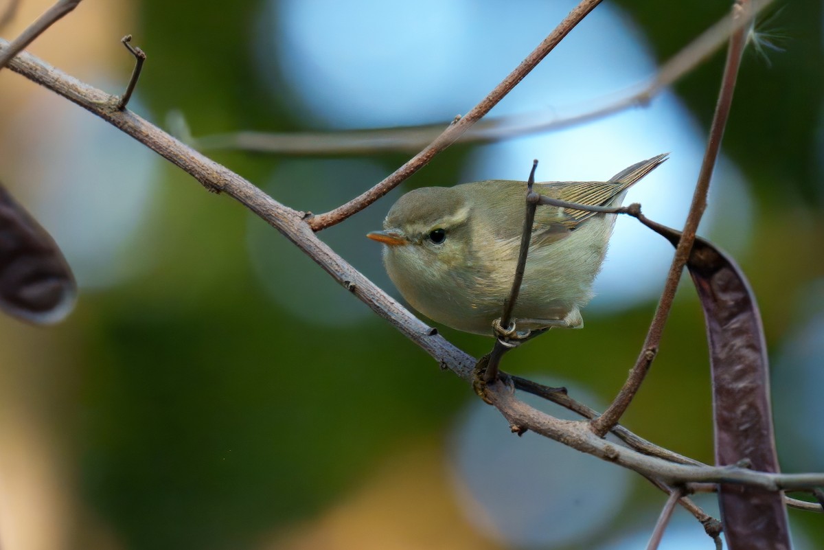 Greenish Warbler - ML647607675