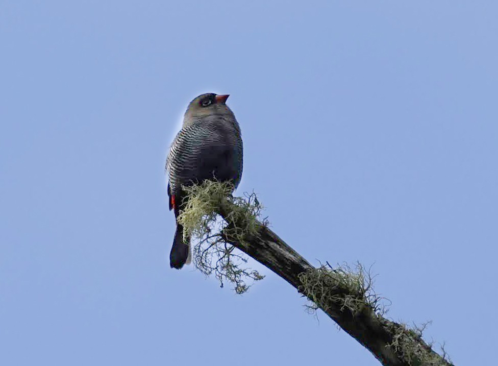 Beautiful Firetail - ML647607677