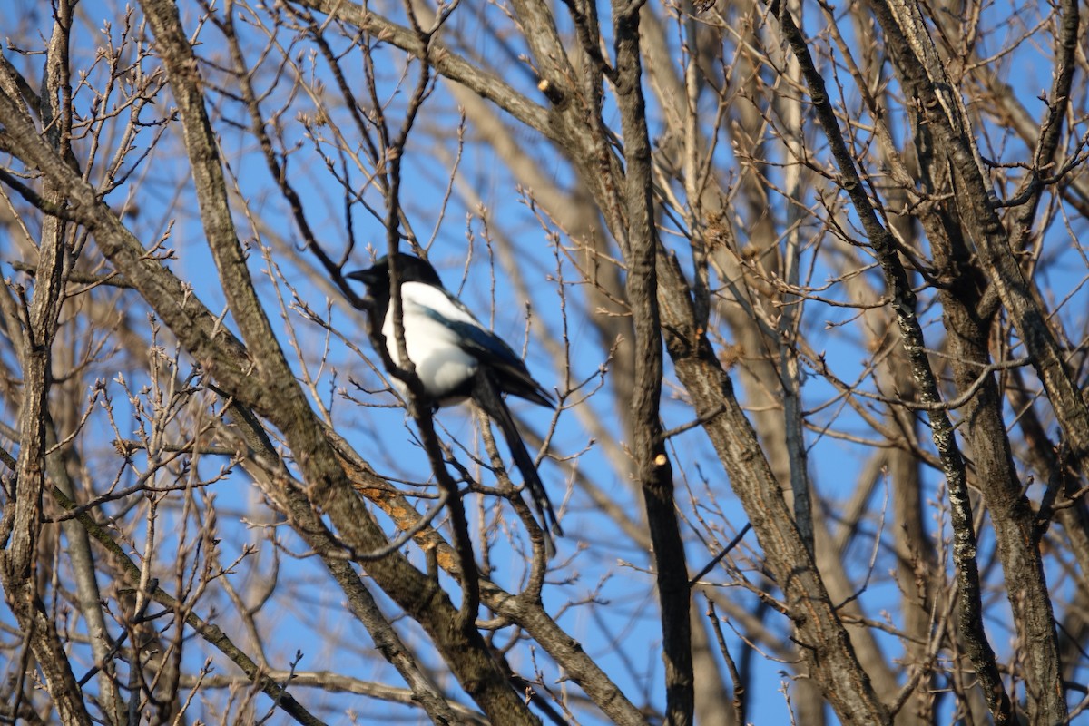Oriental Magpie - ML647607693