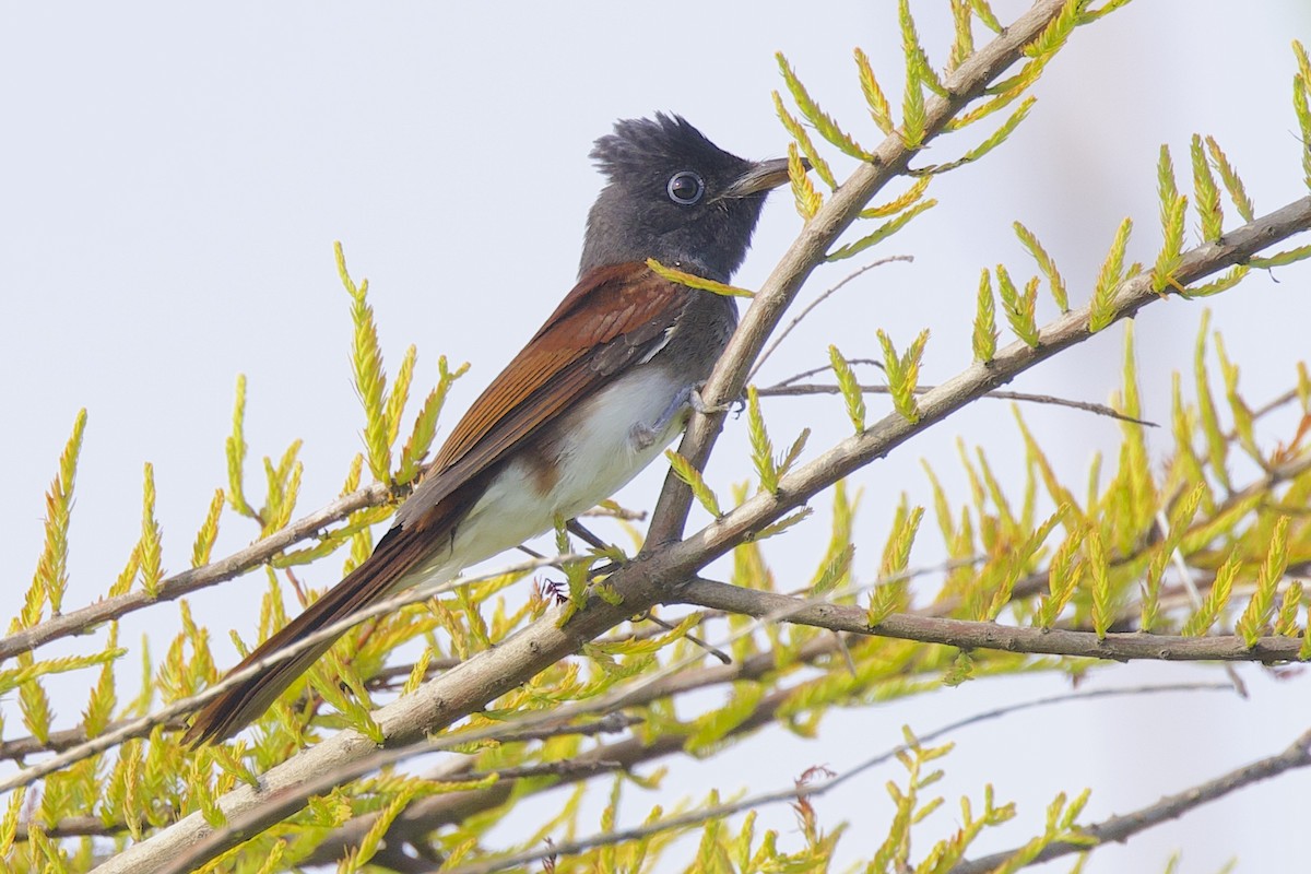 Черная райская мухоловка - ML647607695