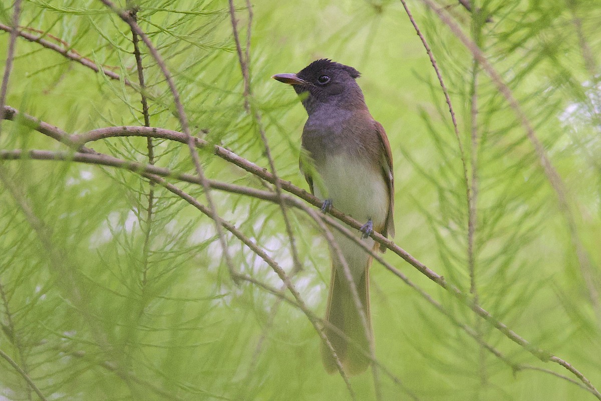 Черная райская мухоловка - ML647607696