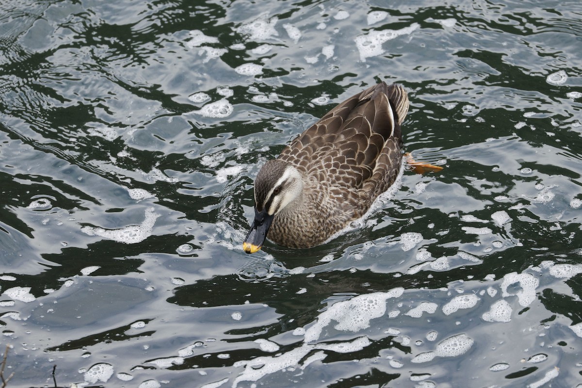 花嘴鴨 - ML647607726