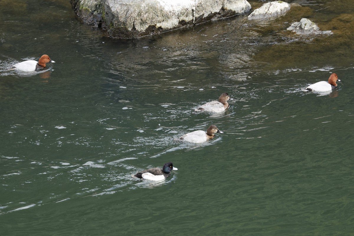 鳳頭潛鴨 - ML647607728