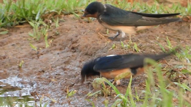 סנונית רפתות - ML647607729