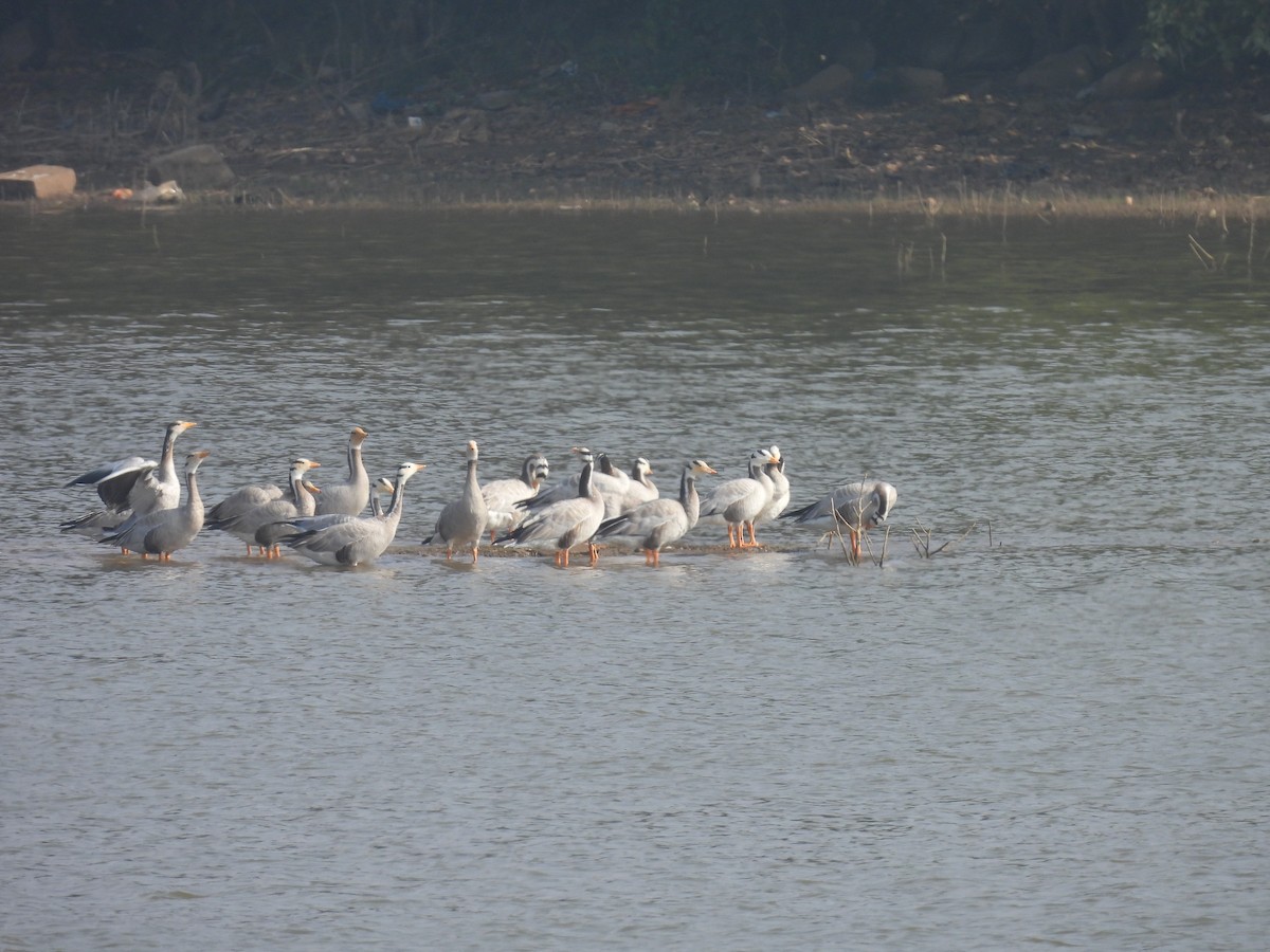 Oie à tête barrée - ML647607730