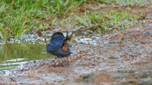 סנונית רפתות - ML647607731