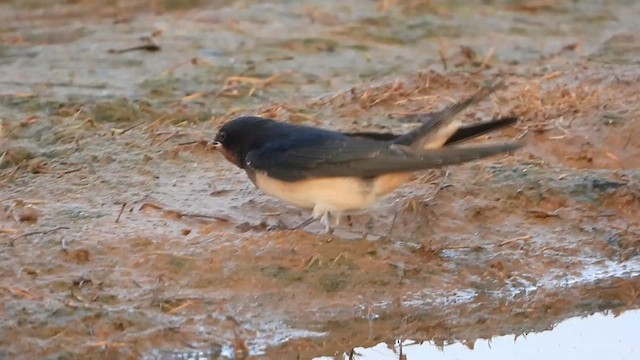 סנונית רפתות - ML647607736