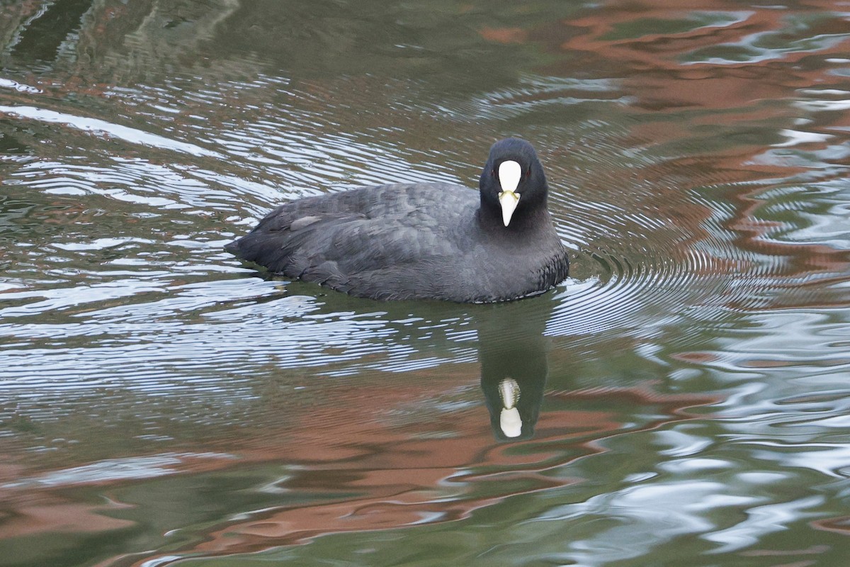 白冠雞 - ML647607737