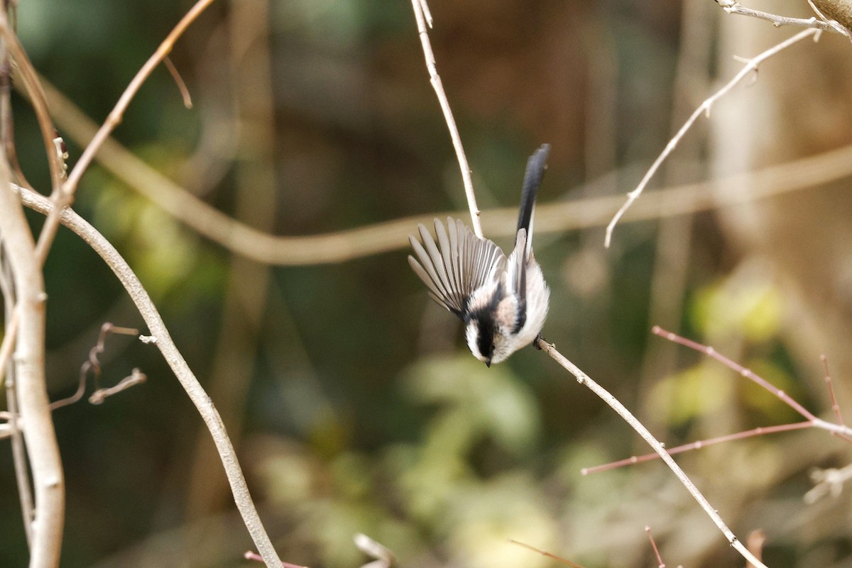Long-tailed Tit (europaeus Group) - ML647607747