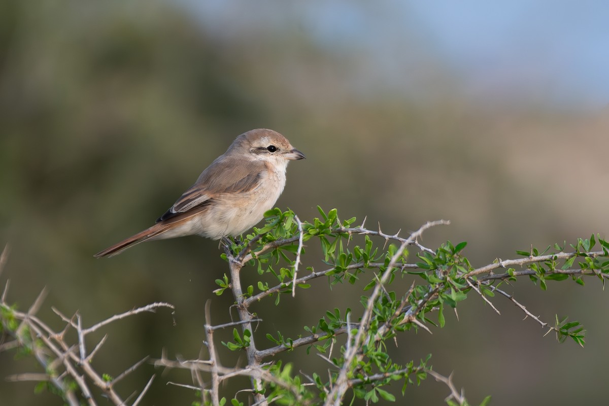 isabellavarsler - ML647607750