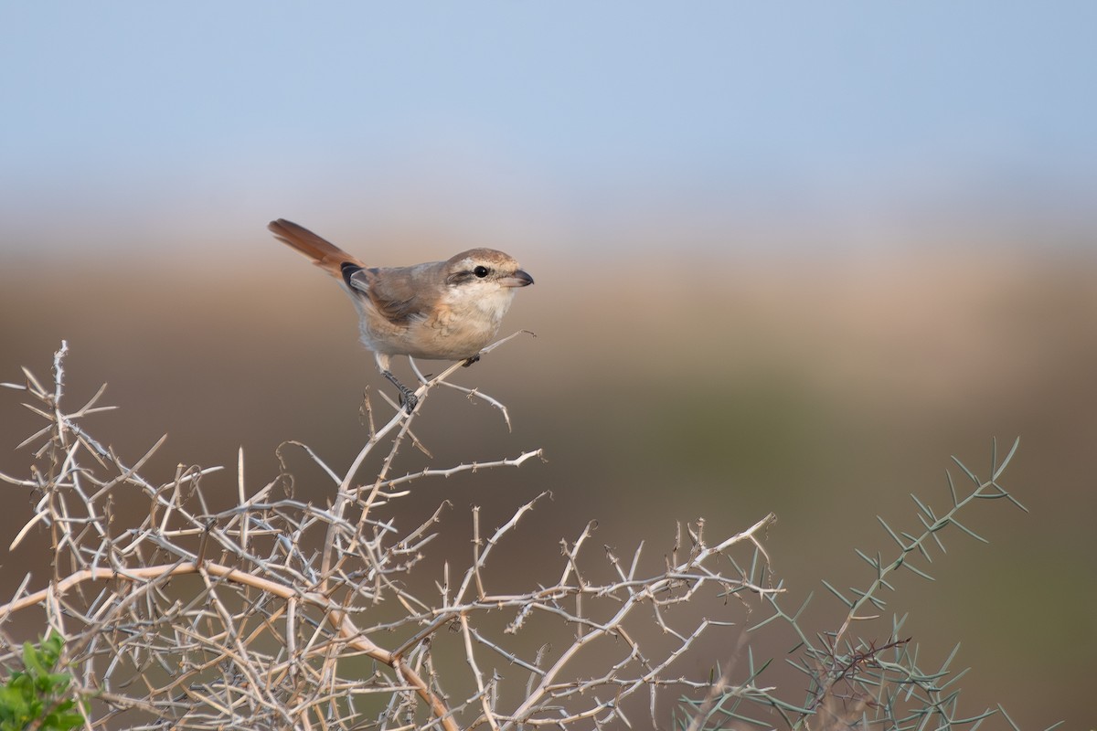 isabellavarsler - ML647607751