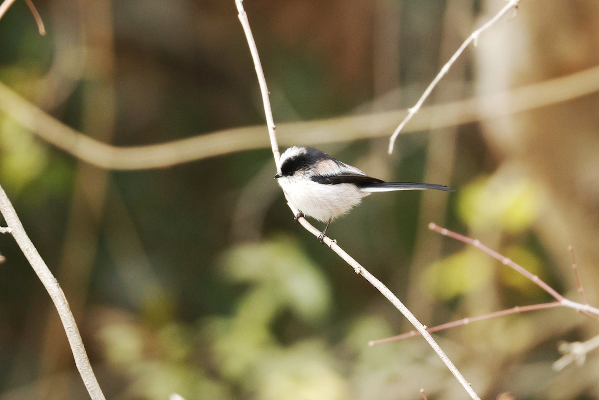 Long-tailed Tit (europaeus Group) - ML647607755