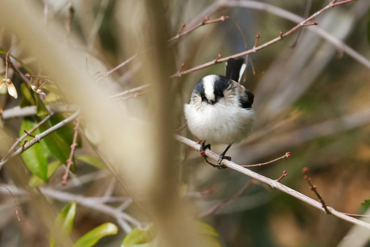 Long-tailed Tit (europaeus Group) - ML647607756