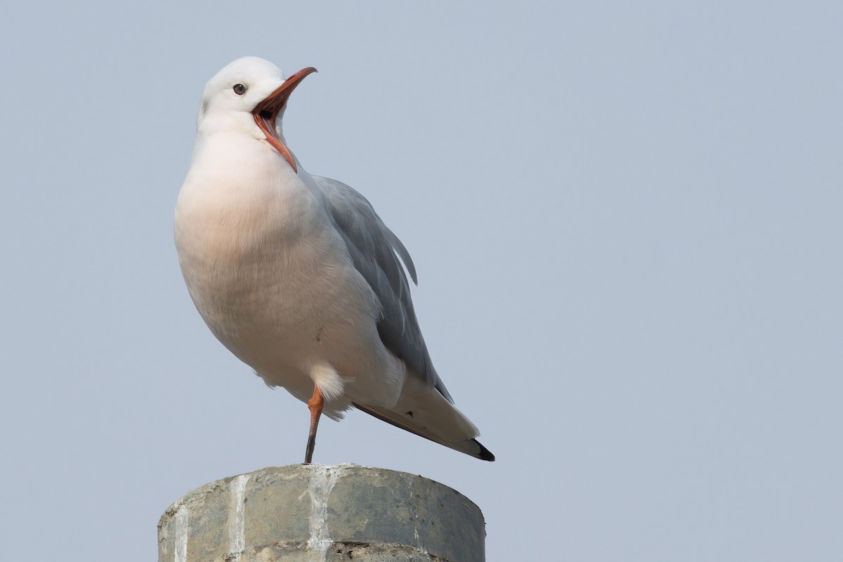 Slender-billed Gull - ML647607757