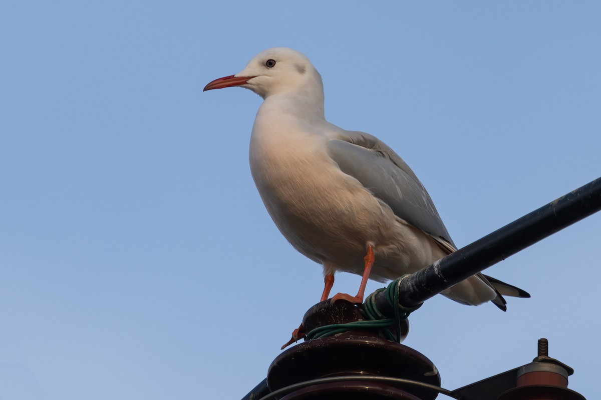 Slender-billed Gull - ML647607758