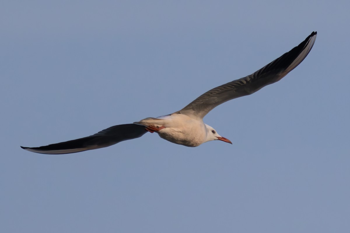 Slender-billed Gull - ML647607759