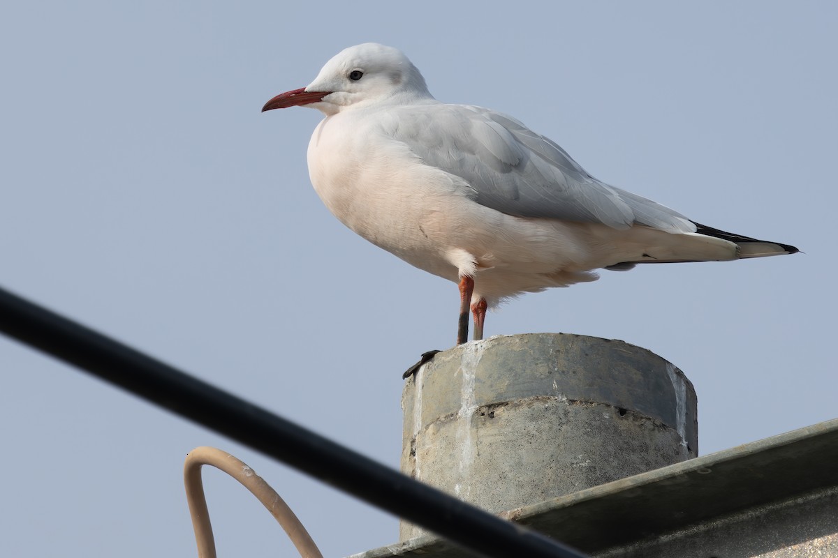 Slender-billed Gull - ML647607760