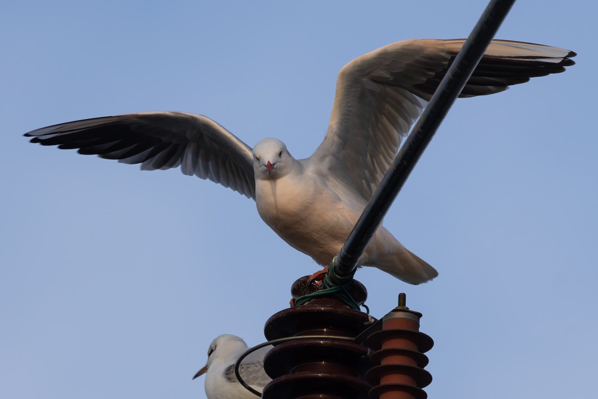 Slender-billed Gull - ML647607761
