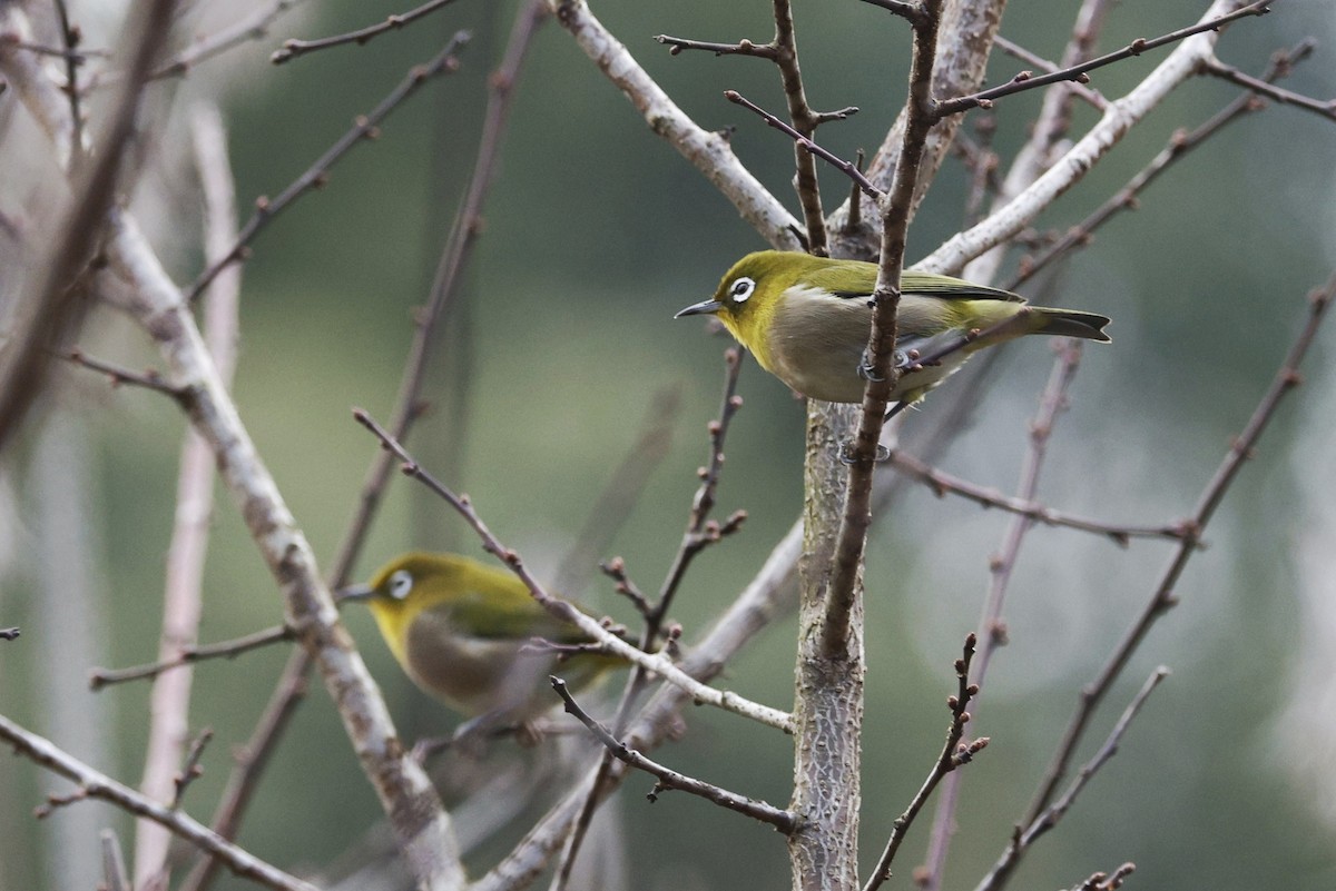 日菲繡眼 - ML647607764