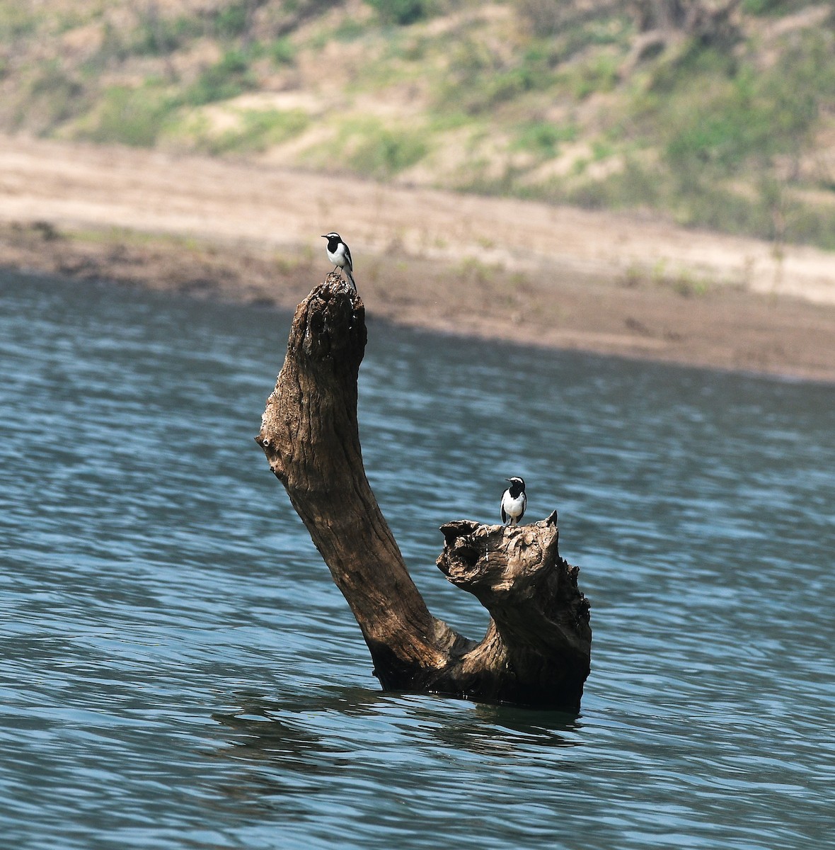 Lavandera India - ML647607772