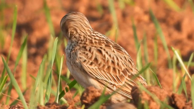 זרעית השדה - ML647607779