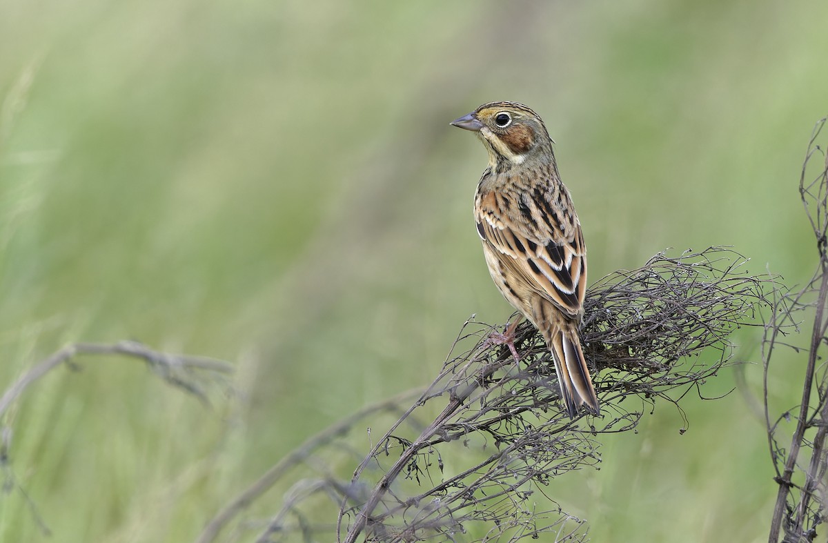 Chestnut-eared Bunting - ML647607790