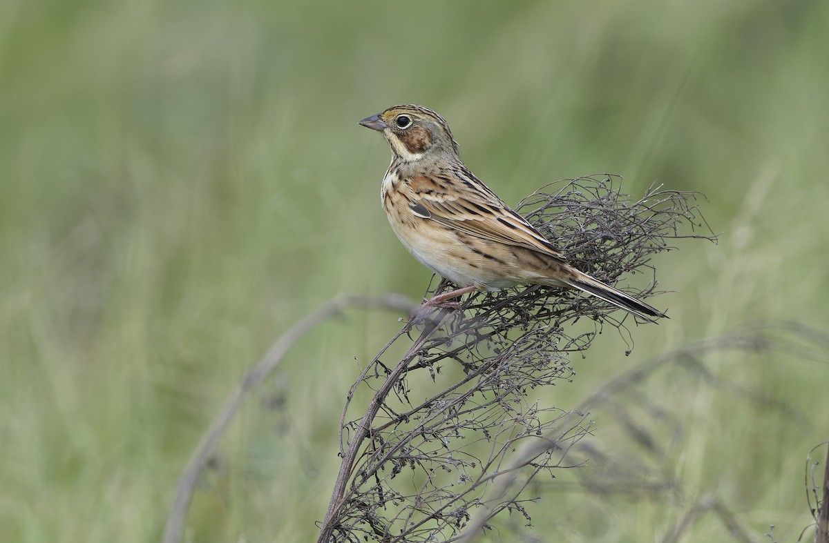 Chestnut-eared Bunting - ML647607791